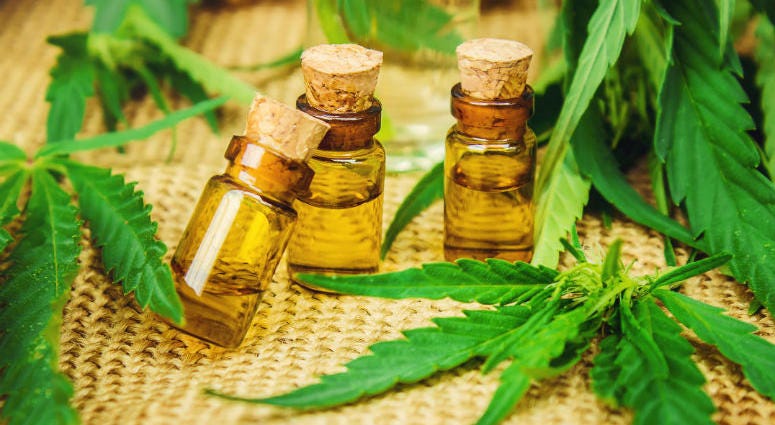 Cannabis herb and leaves for treatment broth, tincture, extract, oil. Selective focus. Cannabis