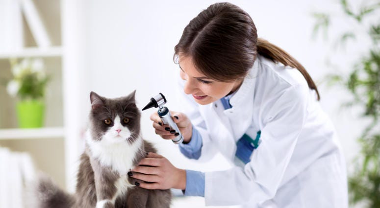 Examination ear at a veterinarian's office veterinarian