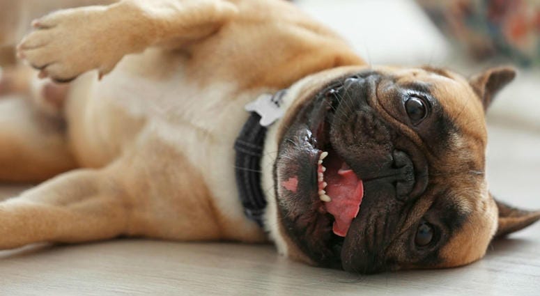 Unfortunately, it looks like your drooling, howling, underwear-sniffing, sock-eating angel of perfection is not especially smart. Sorry, it looks like dogs aren't really that smart. Don't blame us; blame this study.