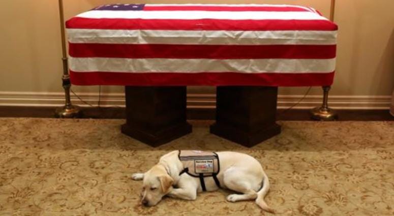 Sully H.W. Bush, a yellow Labrador service dog who worked with the late former President George H.W. Bush, will be traveling with Bush's casket on his flight to Washington, DC, according to a source familiar with the plans. Bush's service dog will travel to funeral