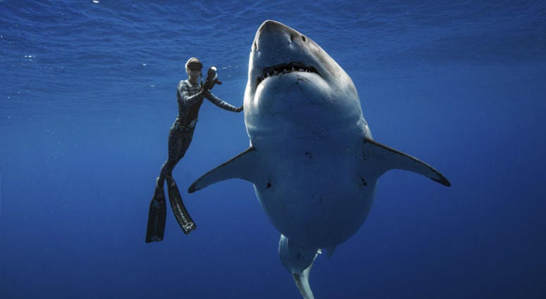 Ocean Ramsey, a shark researcher and advocate, swims with a large great white shark off the shore of Oahu. Ocean Ramsey, a shark researcher and advocate, swims with a large great white shark off the shore of Oahu.