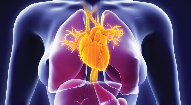 Human Heart Human Heart