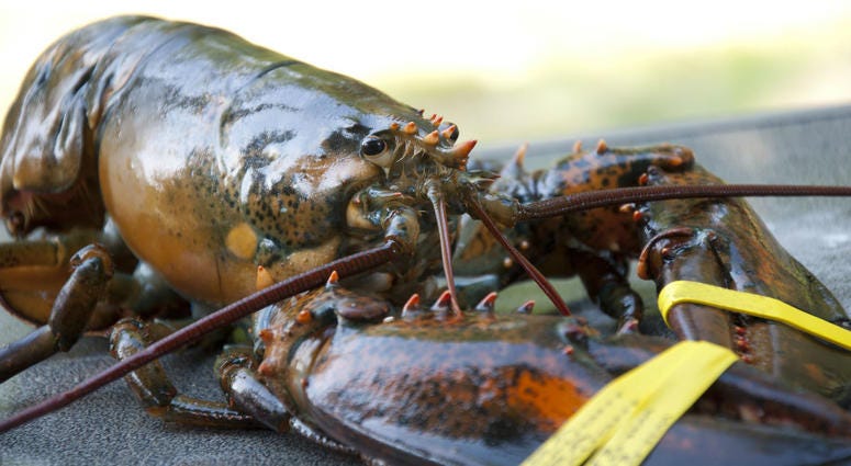 Maine Lobster Maine Lobster