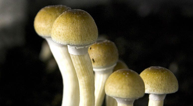 Oregon's Secretary of State has just approved language for a potential ballot initiative that would legalize psychedelic mushrooms. Magic Mushrooms
