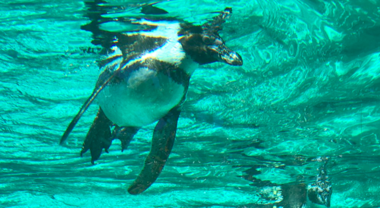 The new space, called Penguin Point, is the former home of the polar bear habitat. The new space, called Penguin Point, is the former home of the polar bear habitat.