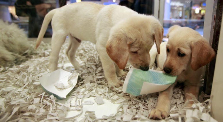 In this Monday, Oct. 4, 2010 file photo, window shoppers look at a pair of Labrador puppies for sale at the Westside Pavilion Shopping Center in Los Angeles. In this Monday, Oct. 4, 2010 file photo, window shoppers look at a pair of Labrador puppies for sale at the Westside Pavilion Shopping Center in Los Angeles.
