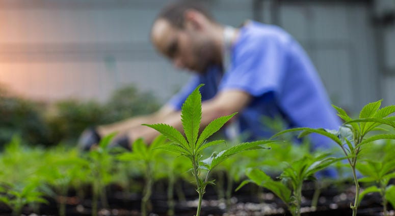 Grower James Walker tends to newly transplanted cannabis at PharmaCann, LLC, a medical marijuana cultivation center, on Jan. 23, 2017 in Dwight, Ill. medical marijuana