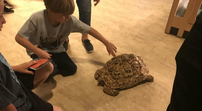 Totally Turtles at the Academy of Natural Sciences will feature touchable terrapins.