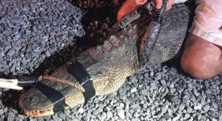 A police chase in Slidell ended with officers taking an alligator into custody at one of the high schools in the city. Alligator taken into custody