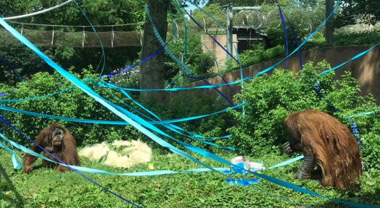 Adorned with streamers, the PECO Primate Reserve was full of excitement on July 10, 2019 — and some special treats for its 60 inhabitants — to celebrate the 20th anniversary of rebuilding the institution. PECO Primate Reserve party