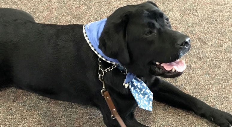 Preston, a therapy dog, provides comfort in Michigan. Preston, a therapy dog, provides comfort in Michigan.