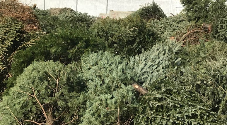 Christmas trees recycled to protect sand dunes on Brigantine beaches. Christmas trees recycled to protect sand dunes on Brigantine beaches.