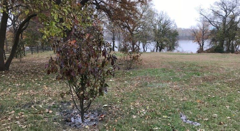The DAR, or Daughters of the American Revolution — along with USA250 and the Pennsylvania Horticultural Society — donated 250 trees to create the "DAR Pathway of the Patriots" along the Schuylkill River, honoring patriots of the American Revolution. The DAR, or Daughters of the American Revolution — along with USA250 and the Pennsylvania Horticultural Society — donated 250 trees to create the "DAR Pathway of the Patriots" along the Schuylkill River, honoring patriots of the American Revolution.
