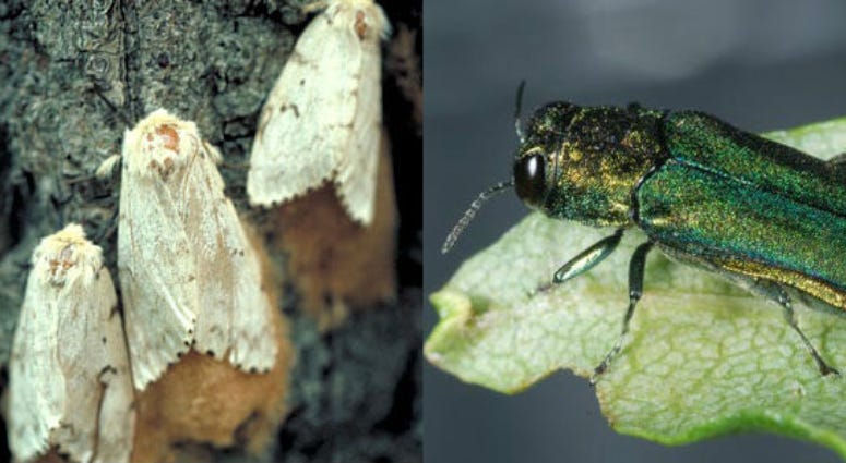 European gypsy moth (left) and emerald ash borer beetle invasive insects