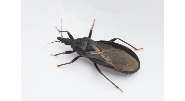 kissing bug kissing bug