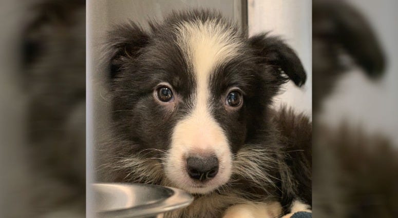 PSPCA authorities say 55 dogs and puppies were rescued from a Pennsylvania home after they received a call about unsanitary conditions in Lancaster County, Sept. 5, 2019. Rescue puppy