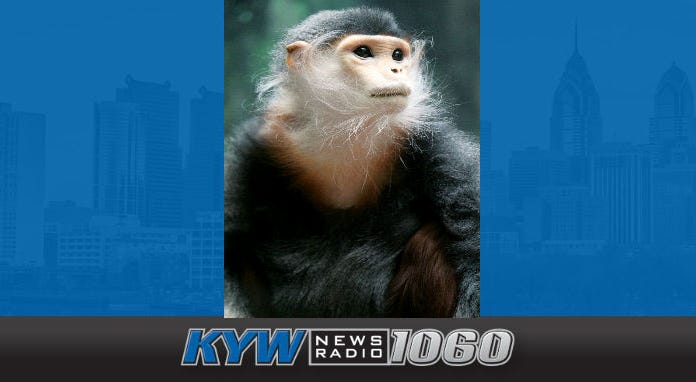 Toi, a 21-year-old female Red-shanked Douc Langur, has died at the Philadelphia Zoo. toi the female Red-shanked Douc Langur.