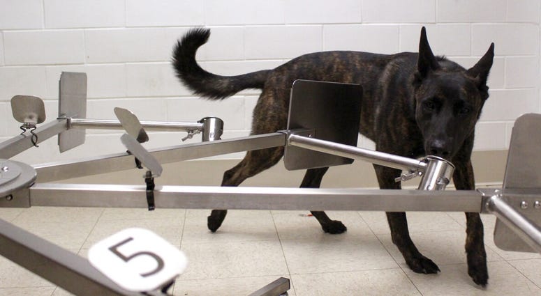 The University of Pennsylvania launched a pilot study to see if dogs can sniff out COVID-19 in people, even if they’re asymptomatic. Dogs train to sniff out COVID-19