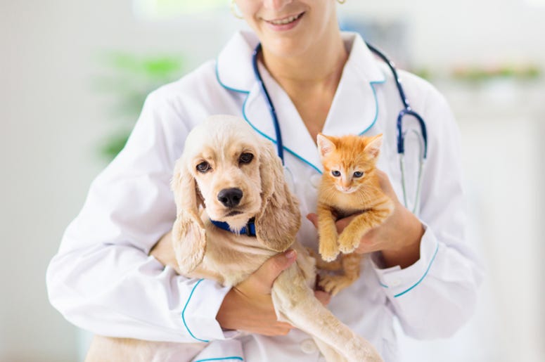 dog & cat
