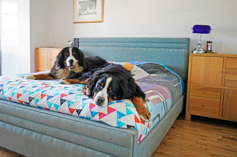 dogs in bed
