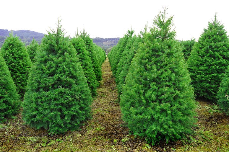Christmas Tree Farm Christmas Tree Farm