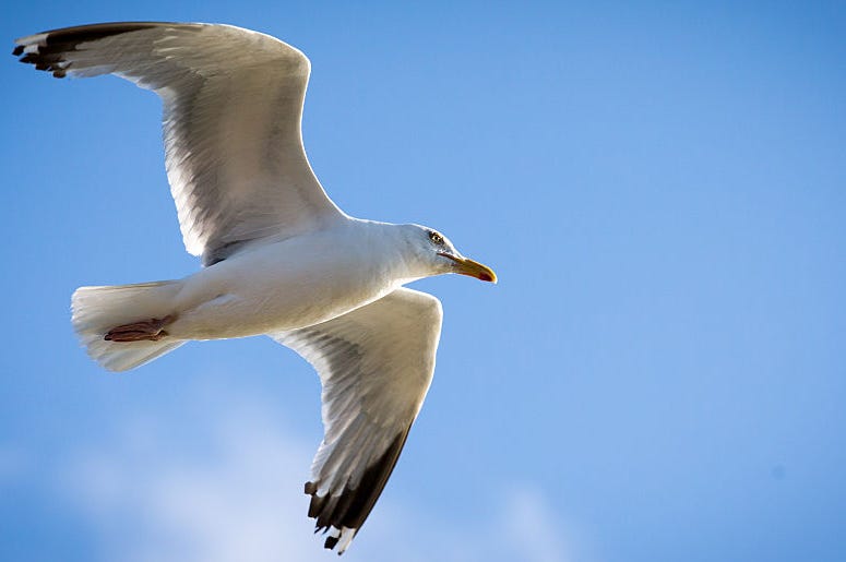 Sea Gull