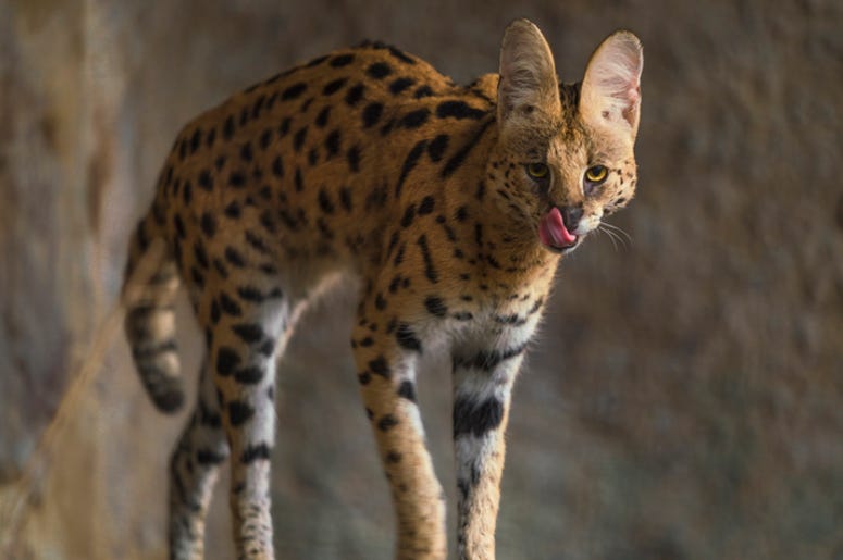 africanserval