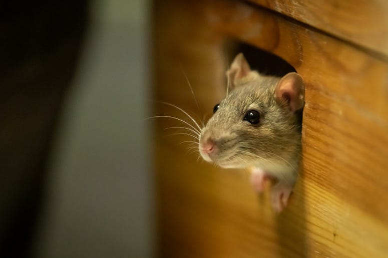 mouse
