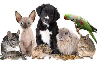 pets