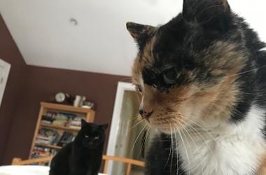 davidscats
