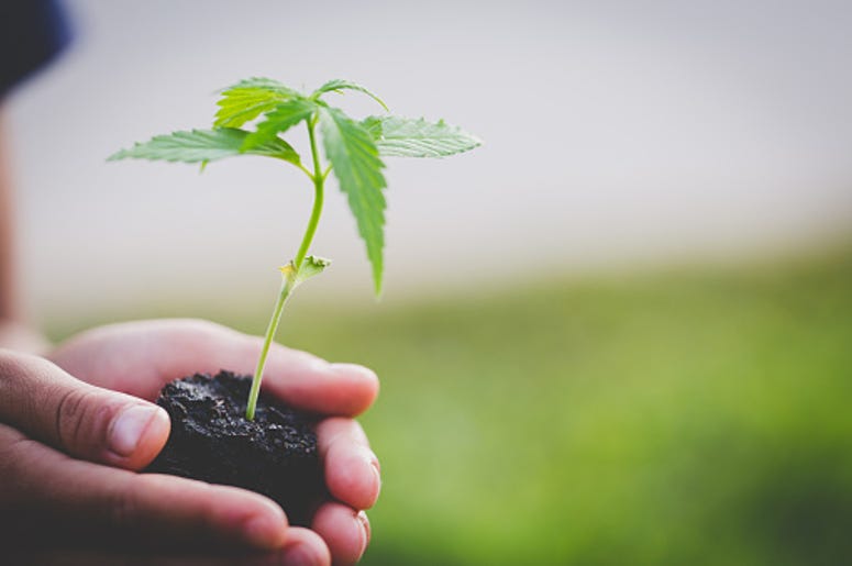 A Small Plant