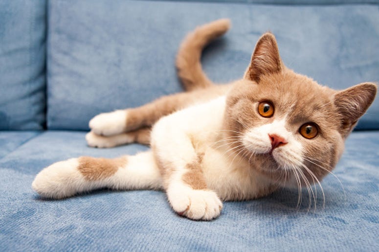 Kitten