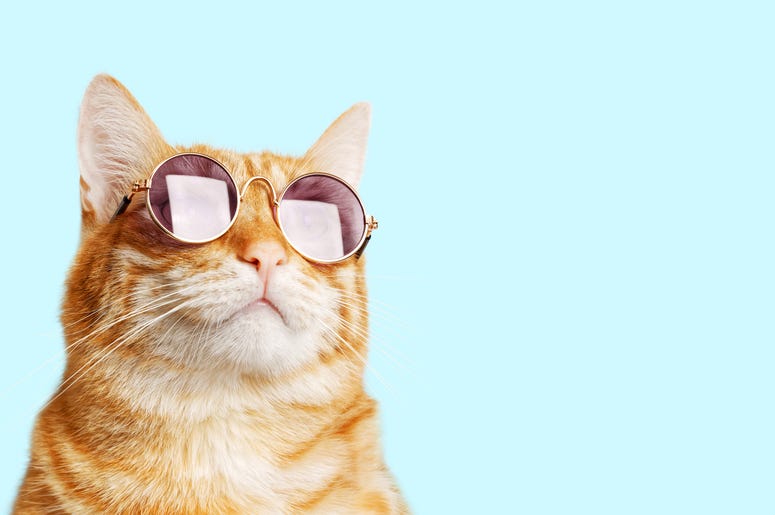 cool cat wearing sunglasses