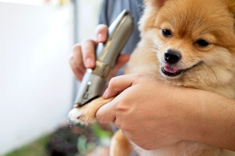 diy dog grooming
