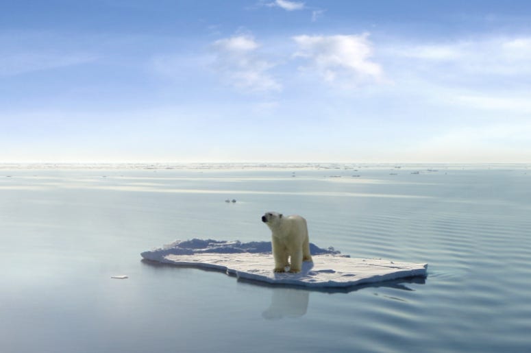 Last Polar Bear Coldimages Getty Images