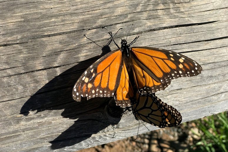 A big Spring for Monarch Butterflies in Austin Two Monarch Butterflies