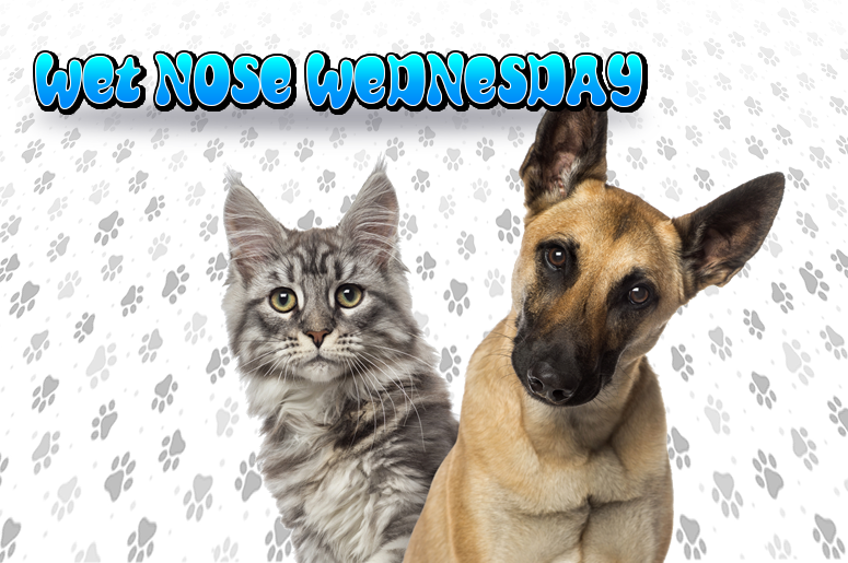 Wet Nose Wednesday - Majic 95.5 FM