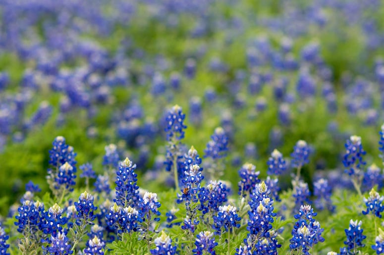 Bluebonnets in a field Bluebonnets