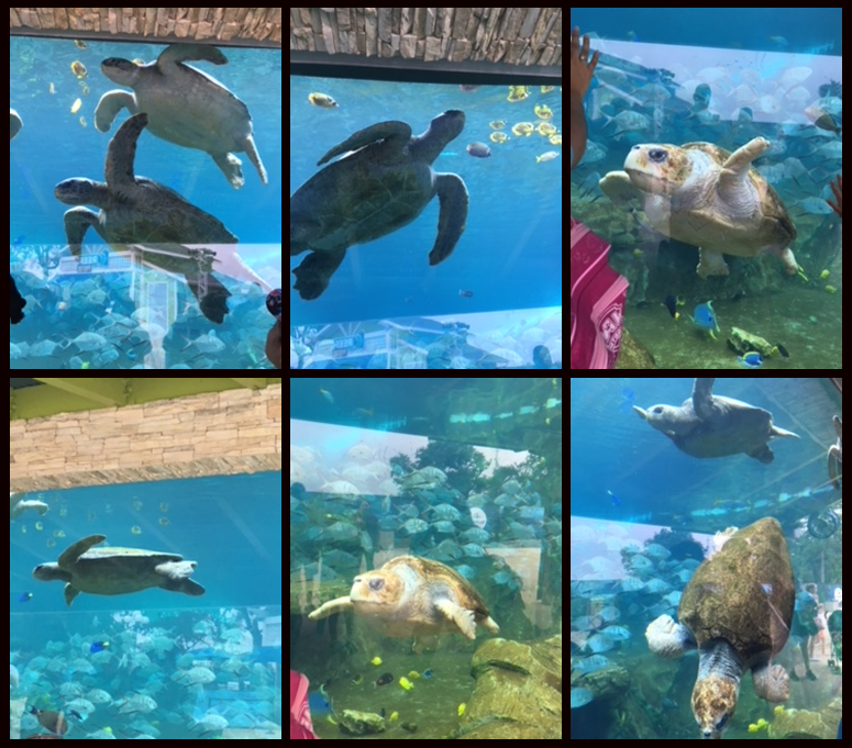 SeaWorld San Antonio's Turtle Reef