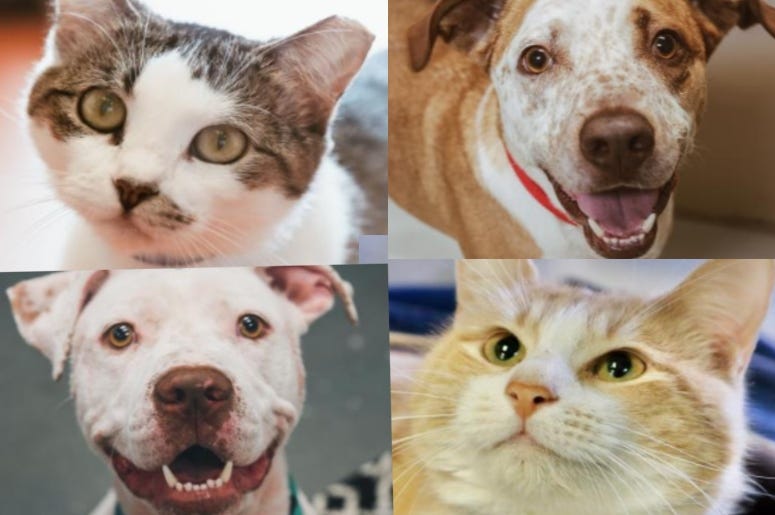 AUstin Human Society 2020 Furbabies