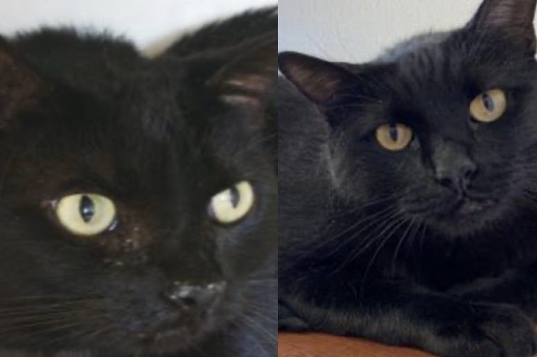 Abra & Cadabra @ Austin Humane Society July 2020