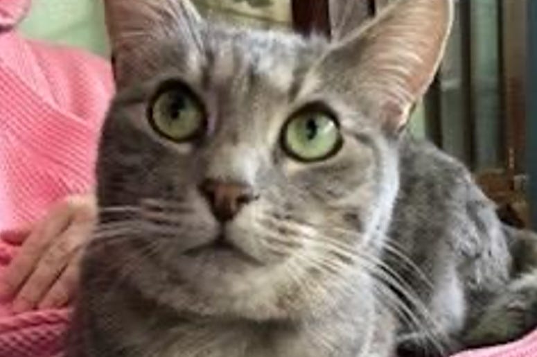 Ann @ Austin Humane Society September 2020