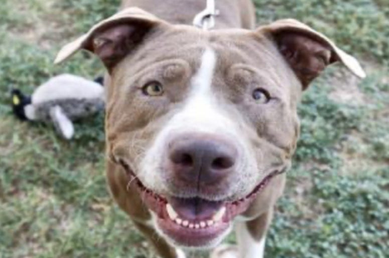 Ariel @ Austin Humane Society September 2020
