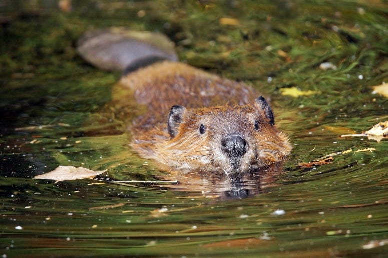 Beaver