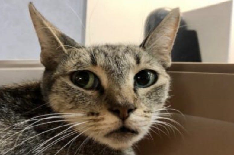 Birdie @ Austin Humane Society August 2020