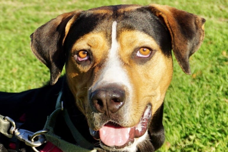 Blue ATX Humane Society 2020