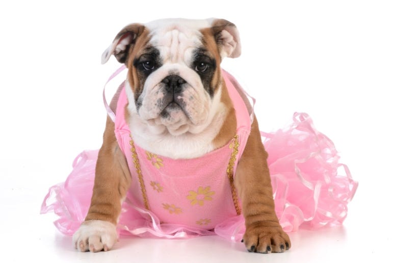 Bulldog in Tutu