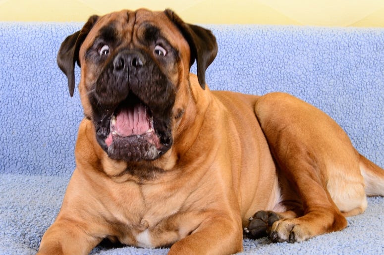 Bullmastiff Surprised