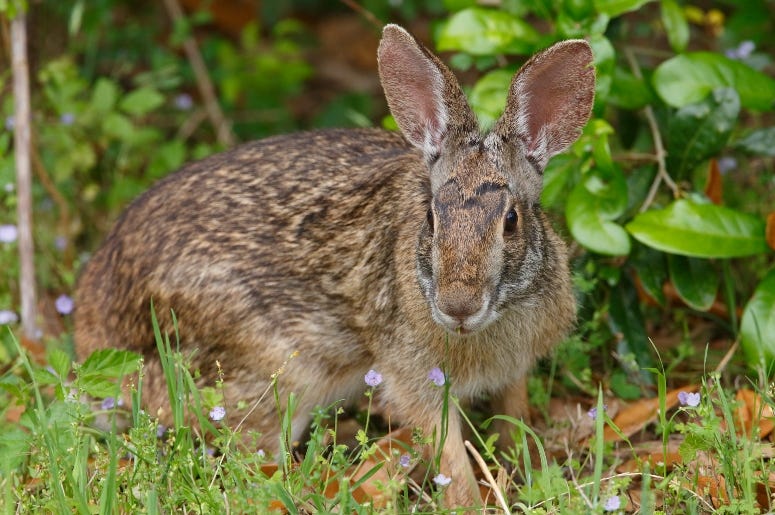 Texas Bunny in Wildflowers