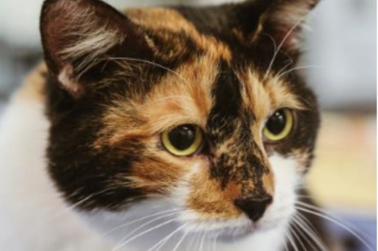 Caramel @ Austin Humane Society July 2020